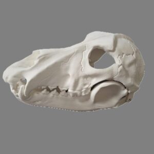 Wolf Skull Mask